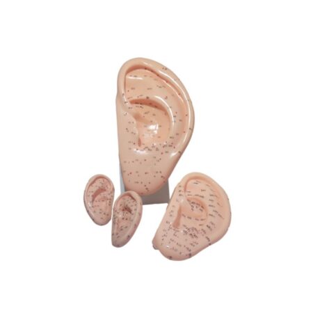Modelo acupuntura de Oreja